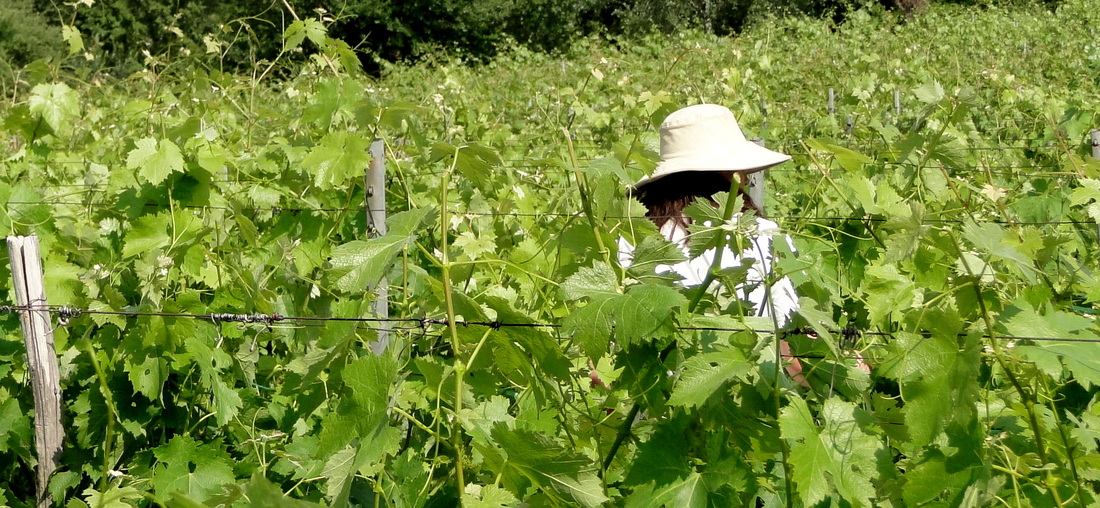 A vineyard in St. Jeannet